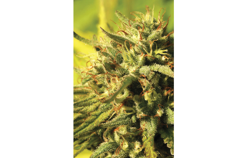 Jack Herer Reg 20 pk