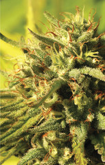 Products tagged with g13