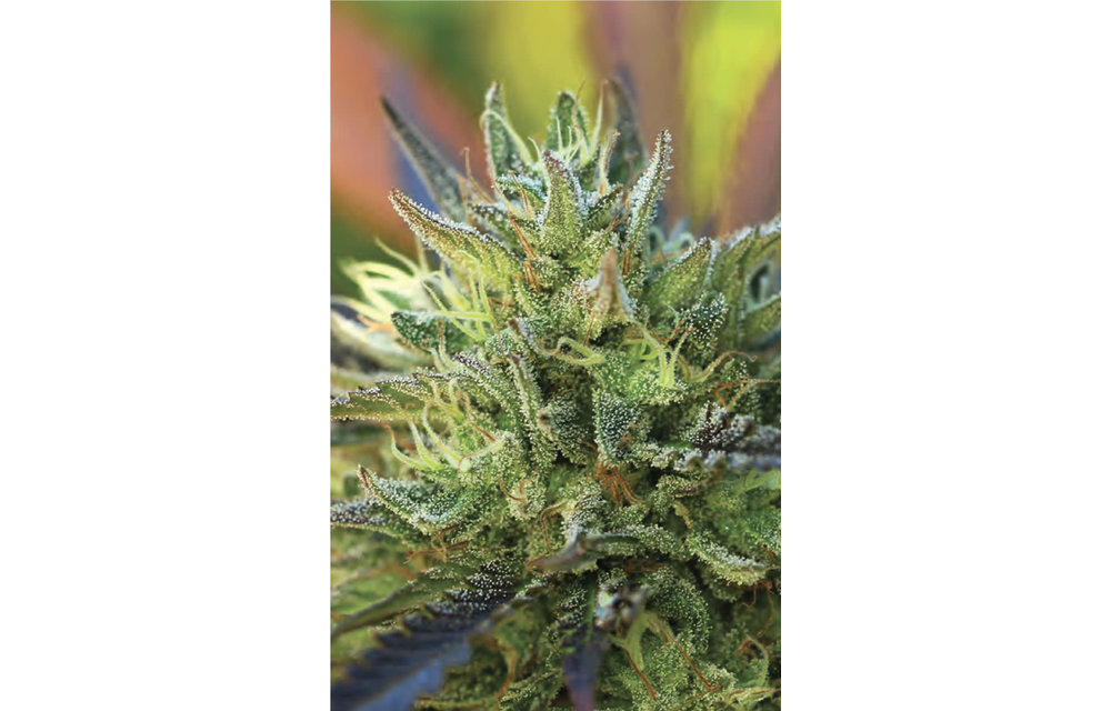 Lemon Kush Fem 10 pk