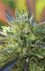 Products tagged with lemonhaze