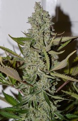 Products tagged with ghosttrainhaze