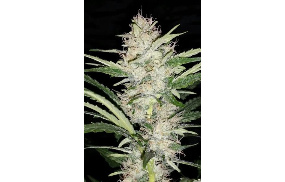 Artisanals Skywalker Auto 7 pk