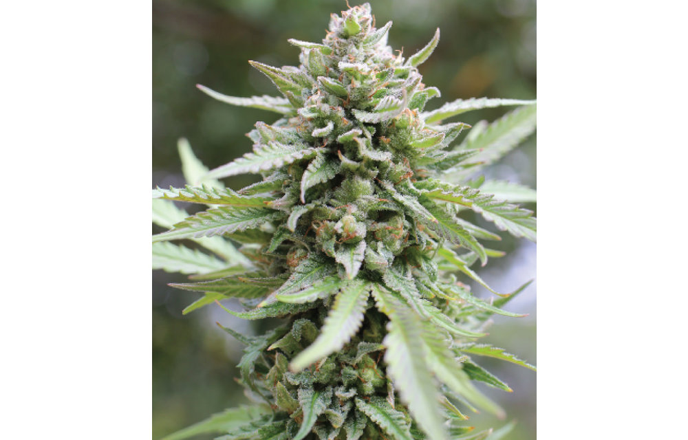 Lemongrass Fem 10 pk