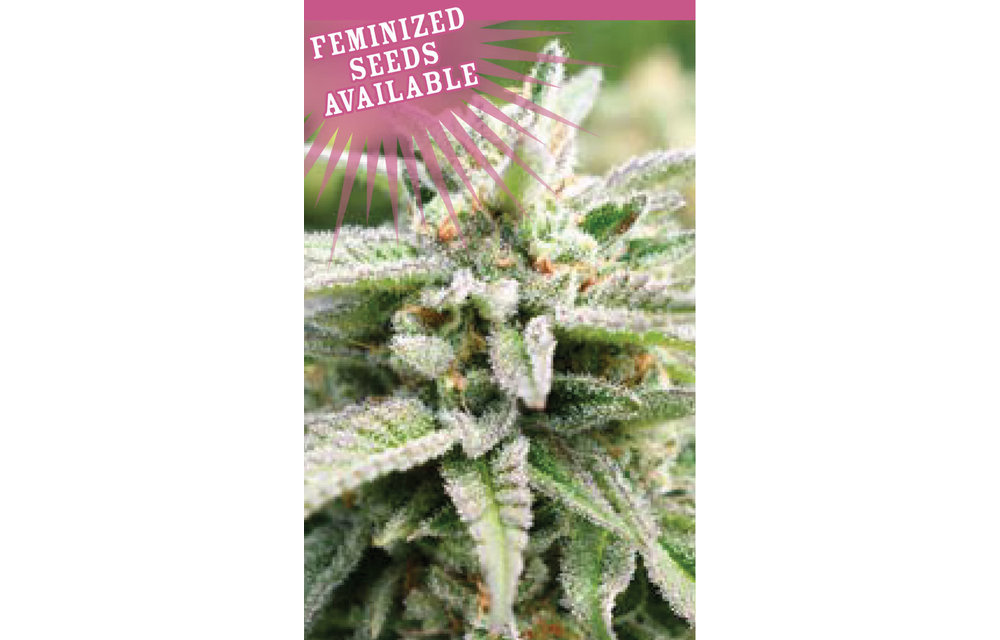 Magic Melon Auto-Fem 100 pk