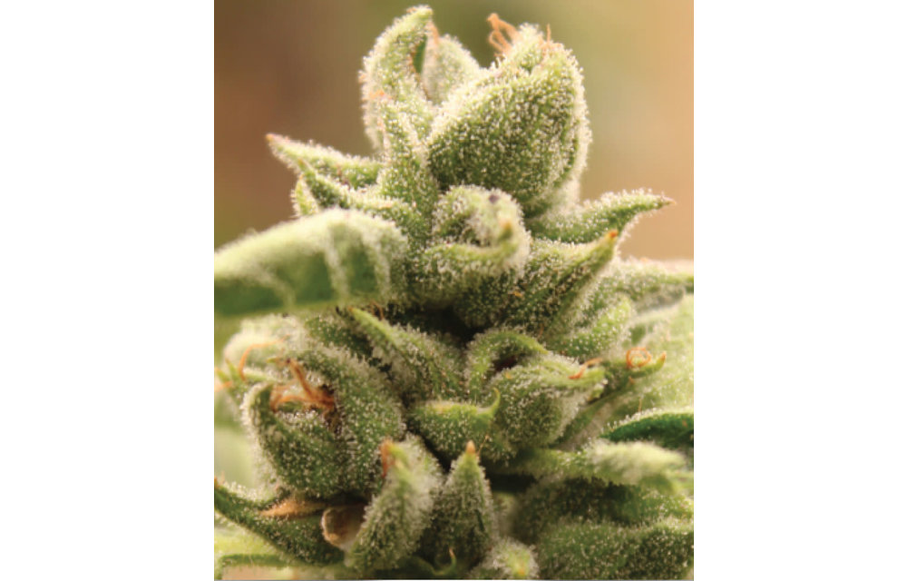 Mango Sherbert Fem 10 pk