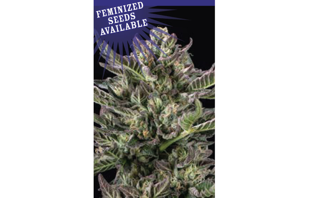 Notorious THC Fem 10 pk