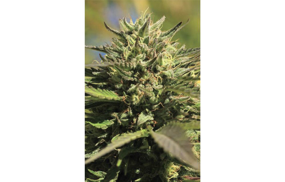 OG Kush Fem 10 pk