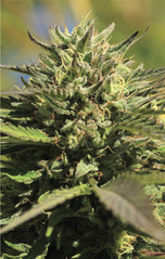 Products tagged with ogkush