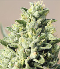Products tagged with ogkush