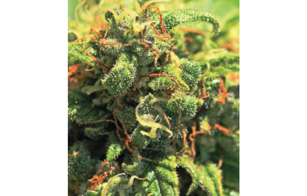 Pineapple Upside Down Cake Reg 20 pk