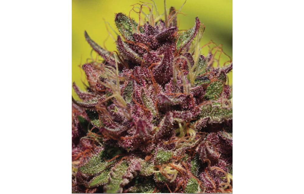 Purple Mountain Majesty Fem 10 pk