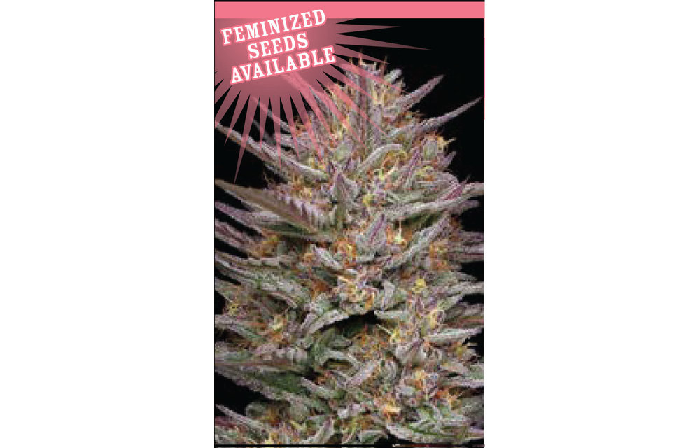 Raspberry Parfait Fem 10 pk
