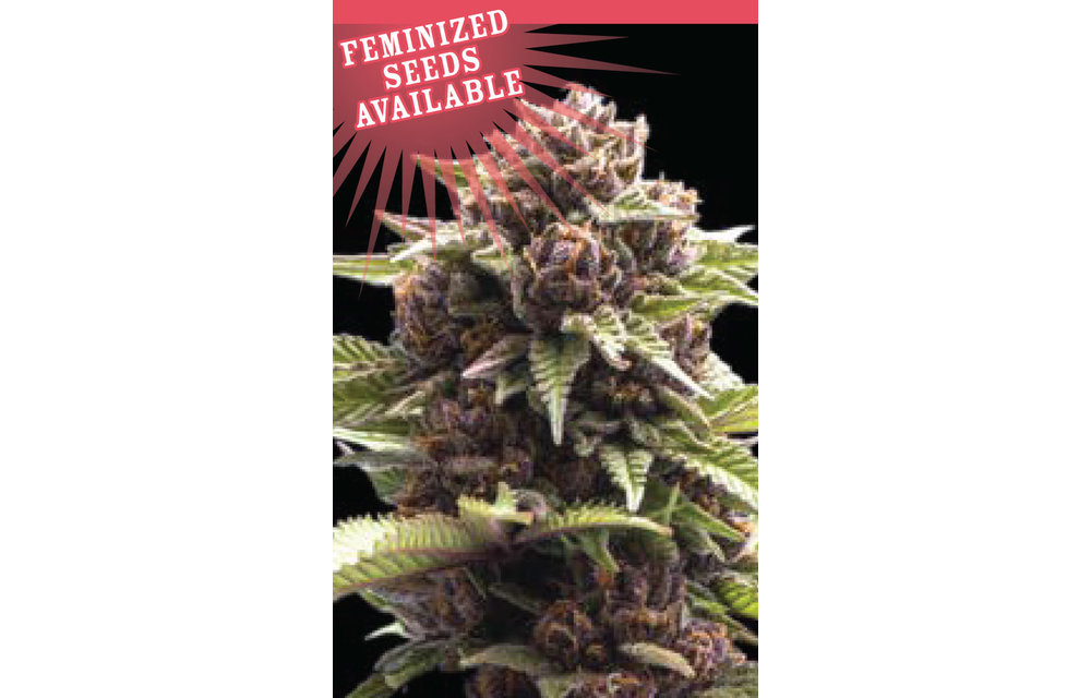 Squirt Fem 10 pk