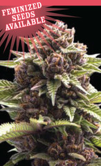 Products tagged with tangie