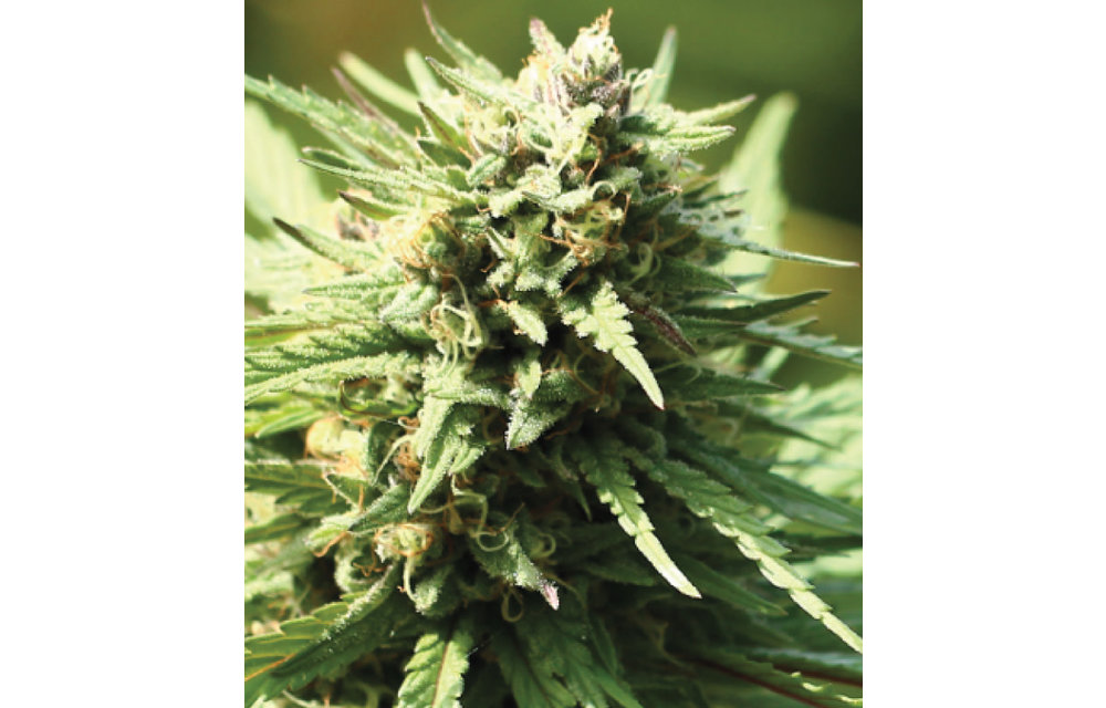 Stoopid Fruits Fem 10 pk