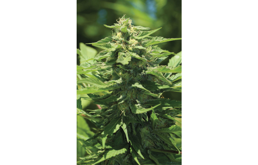Trainwreck Fem 10 pk