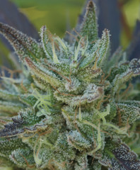 Products tagged with cnadykush
