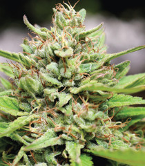 Products tagged with lemonkush