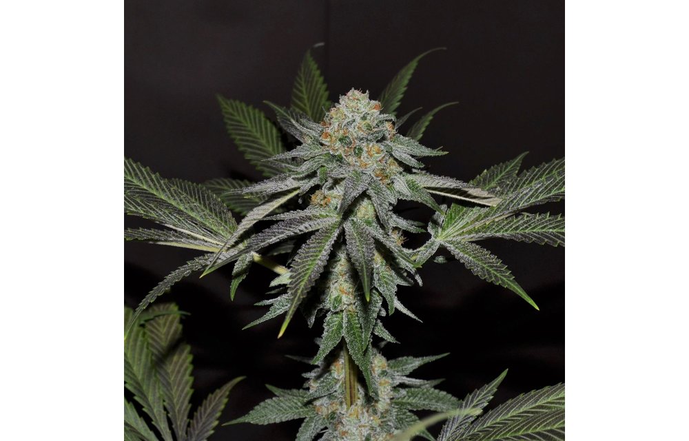Dosi D Reg 12 pk