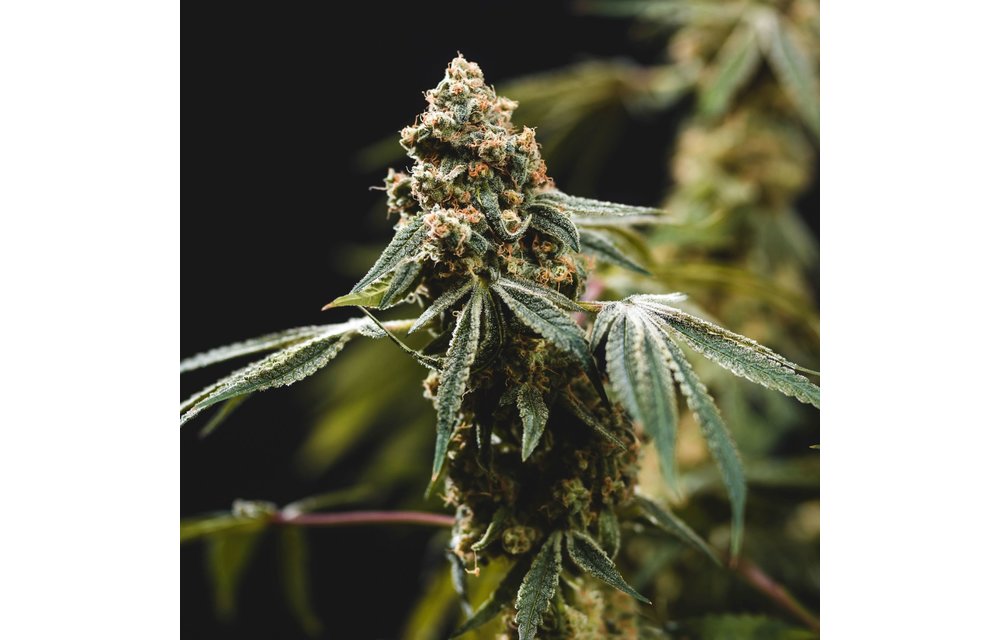 Fruity Punch Fem 6 pk