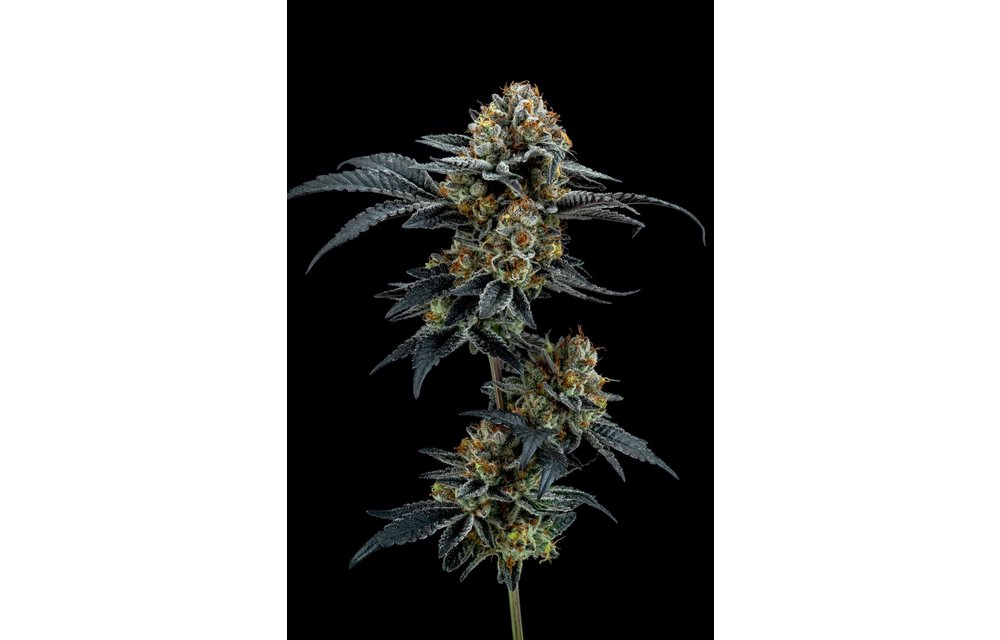 Gorilla Cookies Reg 12 pk