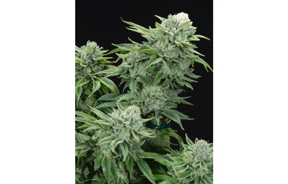 Gorilla Glue #4 Reg 12 pk