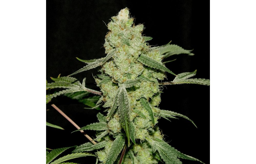 Grape Punch Reg 12 pk