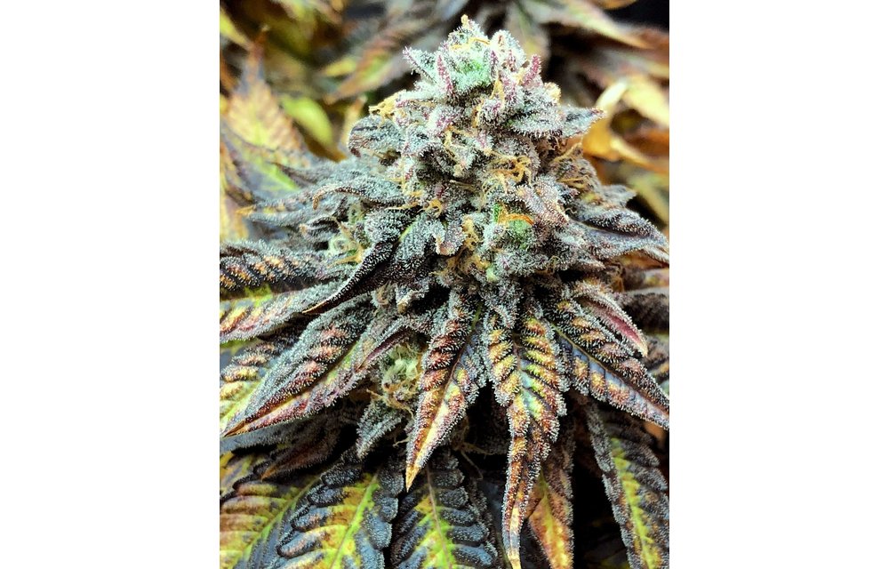 Harlequin (CBD) Fem 6 pk