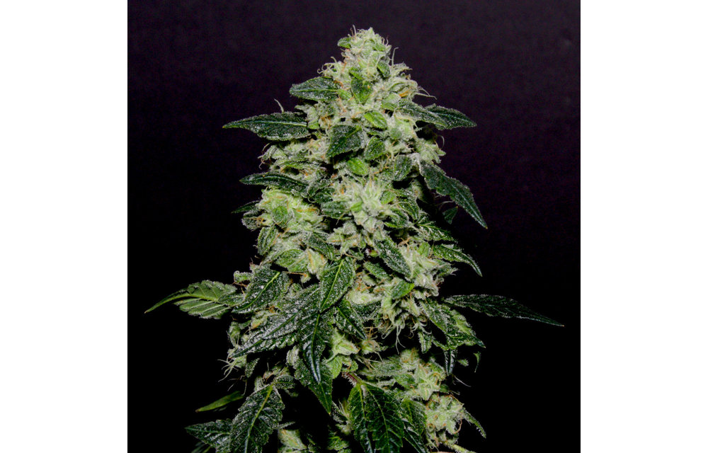 Lemon Funk Reg 12 pk