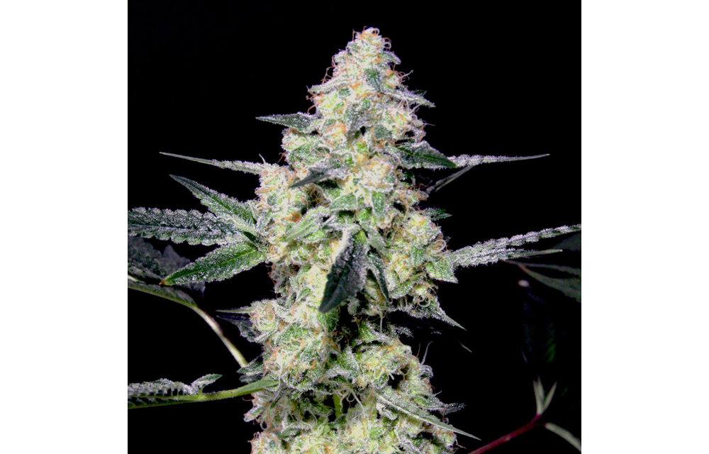 Lemon Sherbet Reg 12 pk