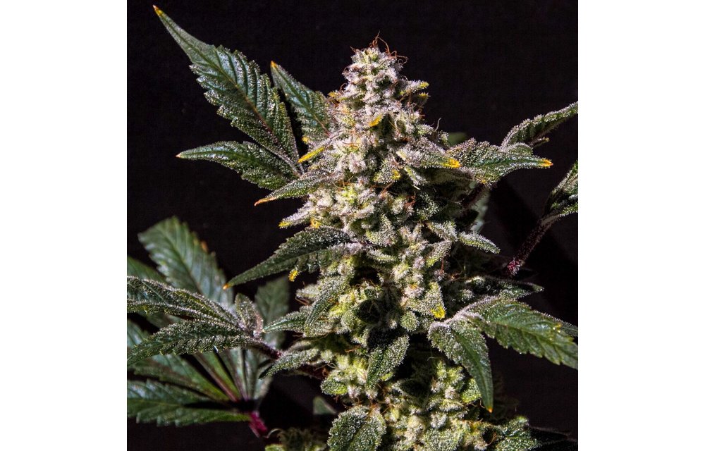 Lemon Snow Cone Reg 12 pk