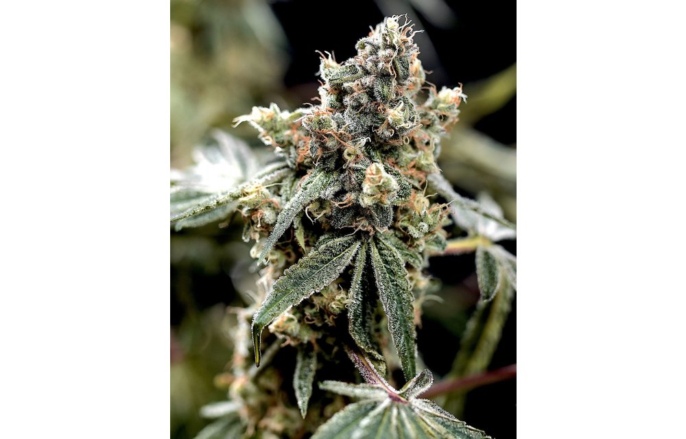 Punch Cake Fem 6 pk