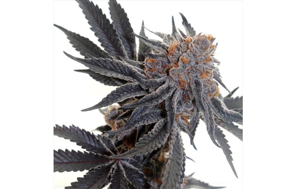 Sherbet Cookies Fem 6 pk