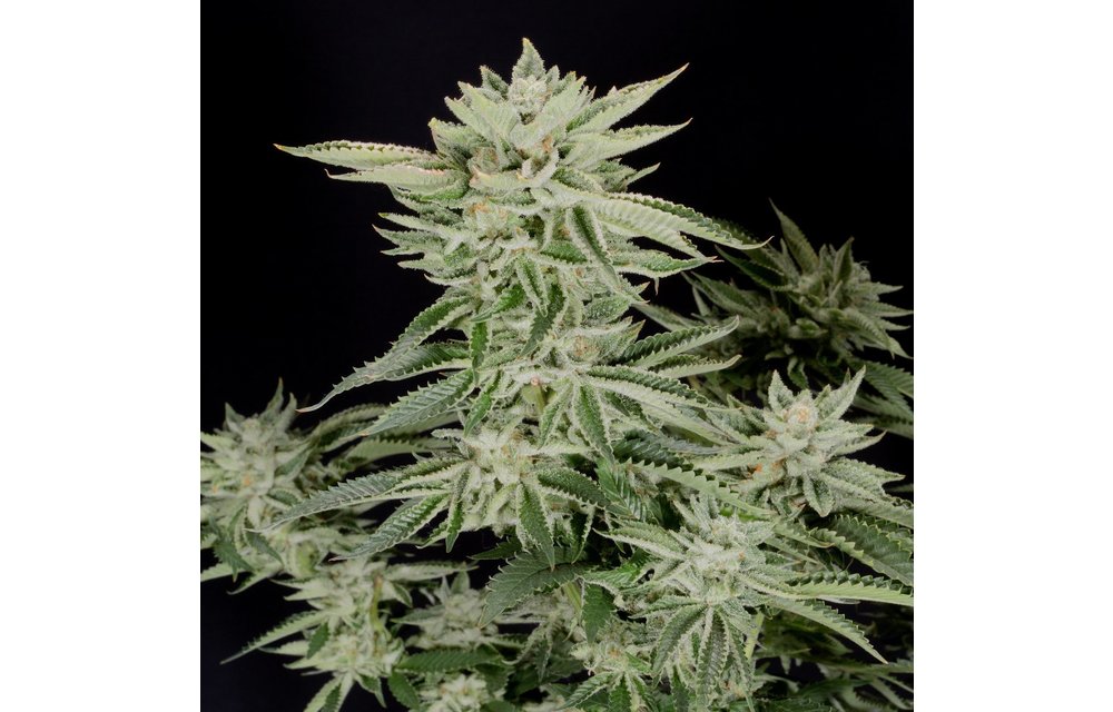 Sherbet Fem 6 pk