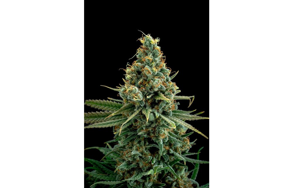 Sour Patch Kiss Reg 12 pk