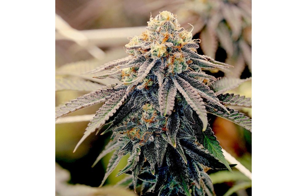 Sundae Punch Fem 6 pk