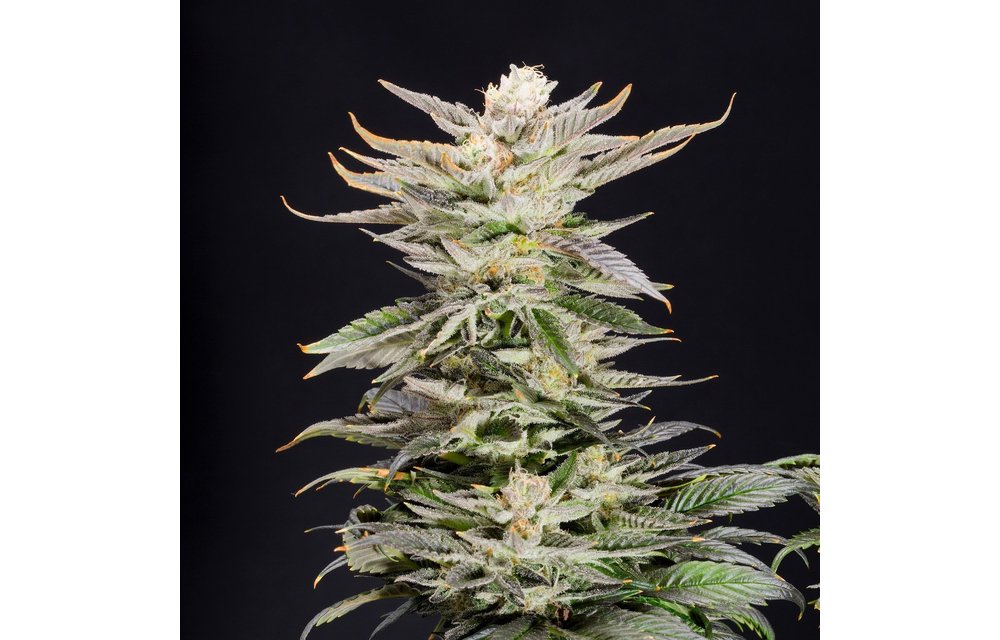 XTC OG Fem 6 pk