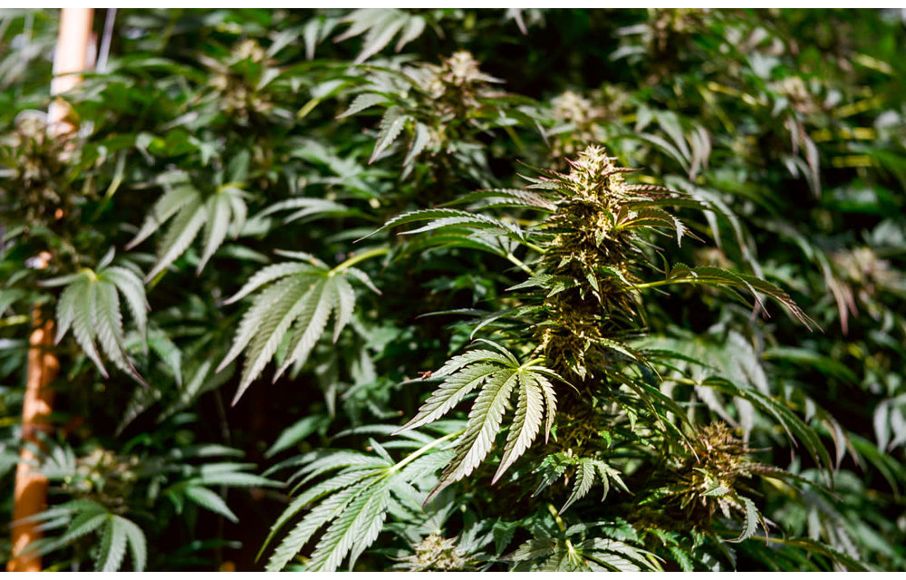 Rebel Cookies Reg 12 pk