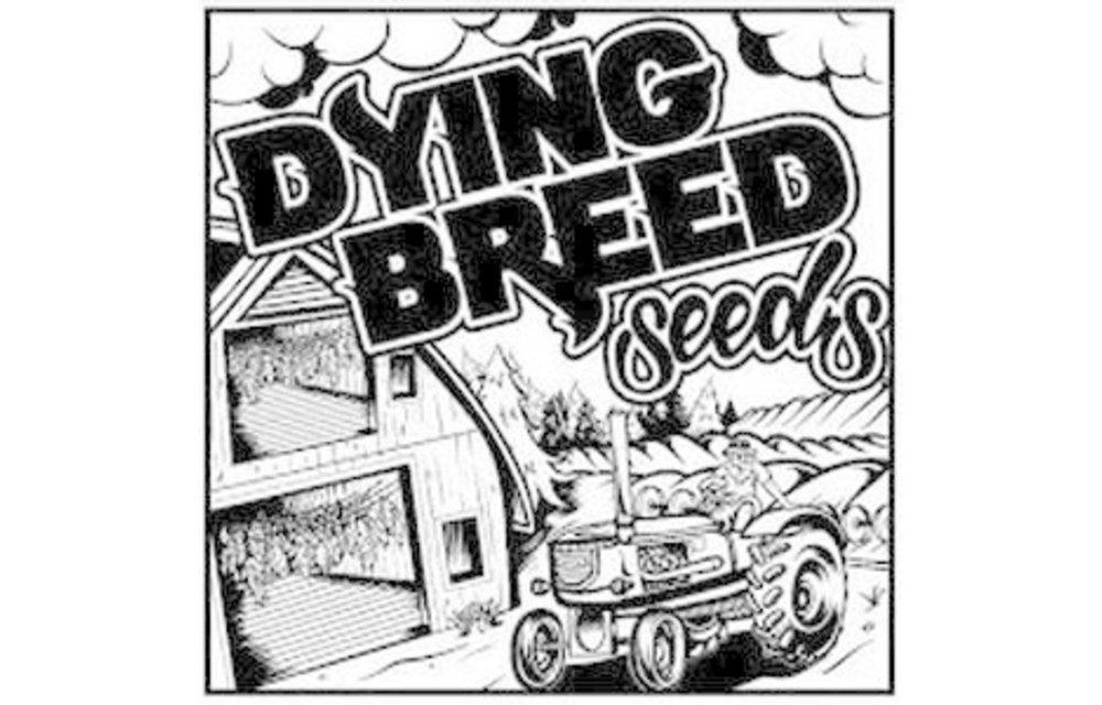 Dying Breed BR Love Muffin Reg 10 pk Seed Cellar