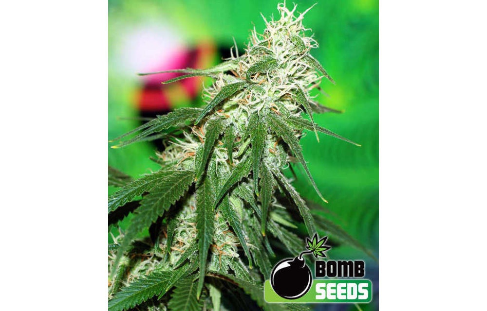 Buzz Bomb Fem 5 pk