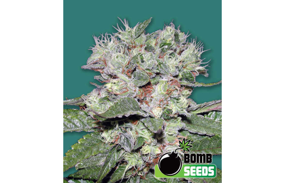 CBD Bomb Fem 5 pk