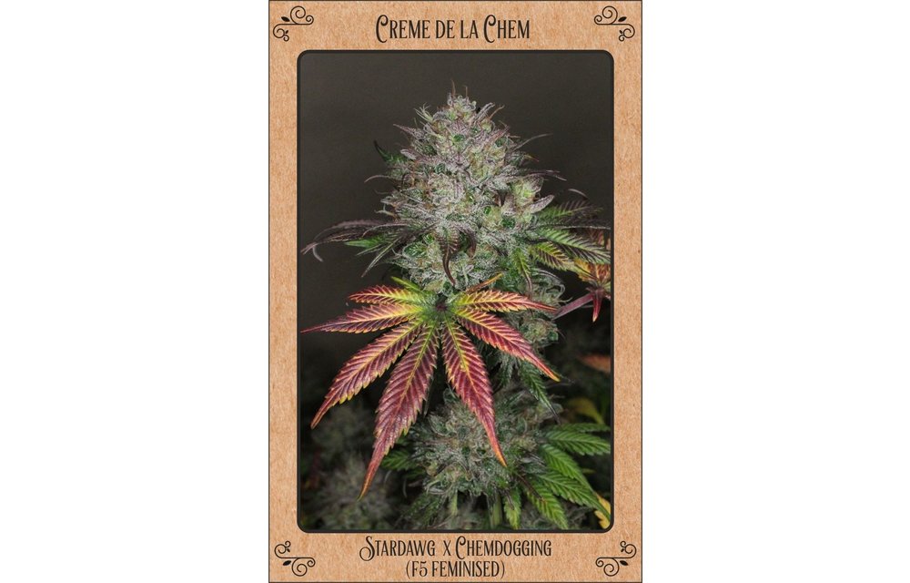 Creme De La Chem Fem-Auto 100pk
