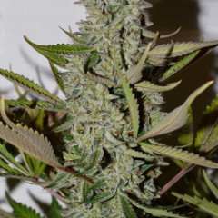 Products tagged with ghosttrainhaze