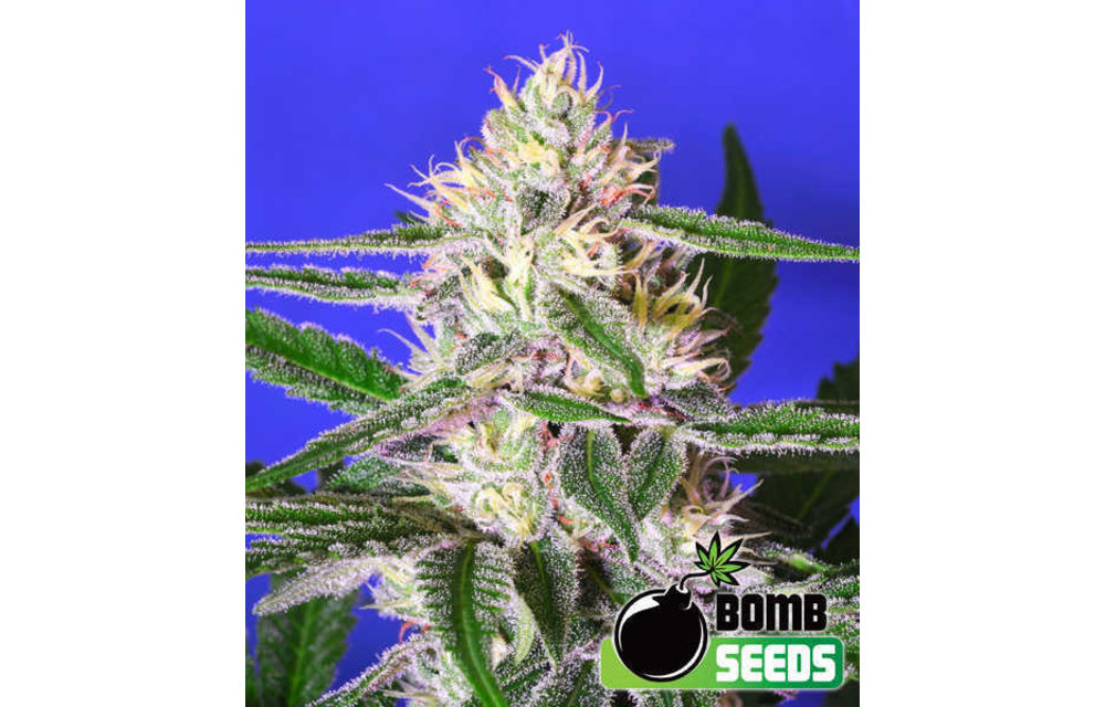 Edam Bomb Fem 5 pk