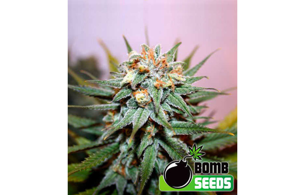 Hash Bomb Fem 5 pk