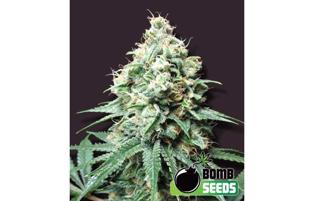 Kush Bomb Fem 5 pk