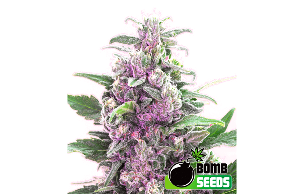 THC Bomb Reg 10pk