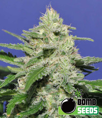 Products tagged with whitewidow