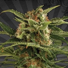 Products tagged with bigbud