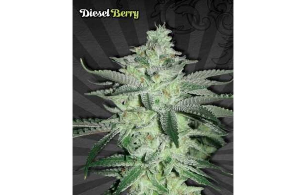 Diesel Berry Auto Fem 5 pk